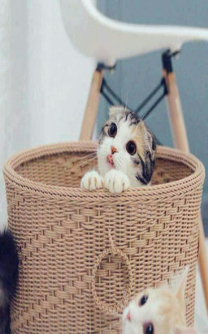 kitty cat