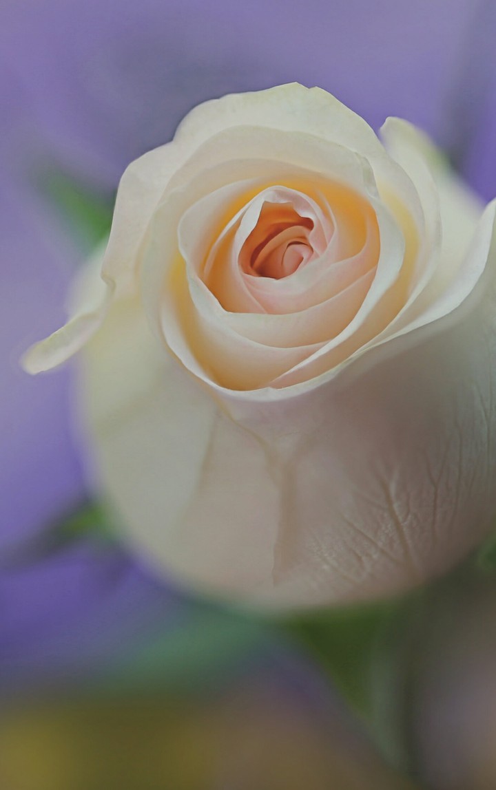 Flor