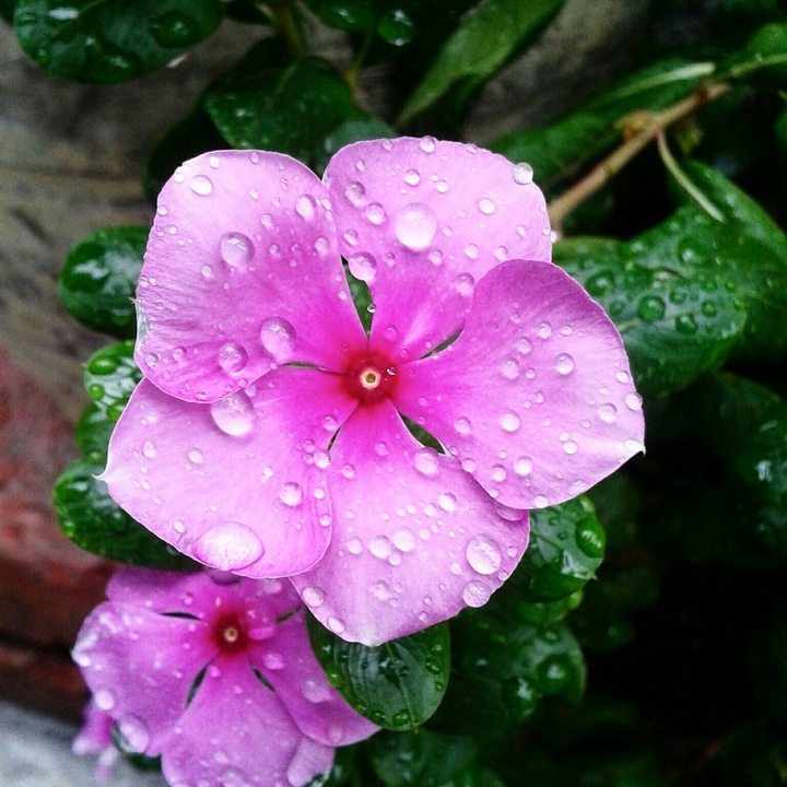 a flower unknown