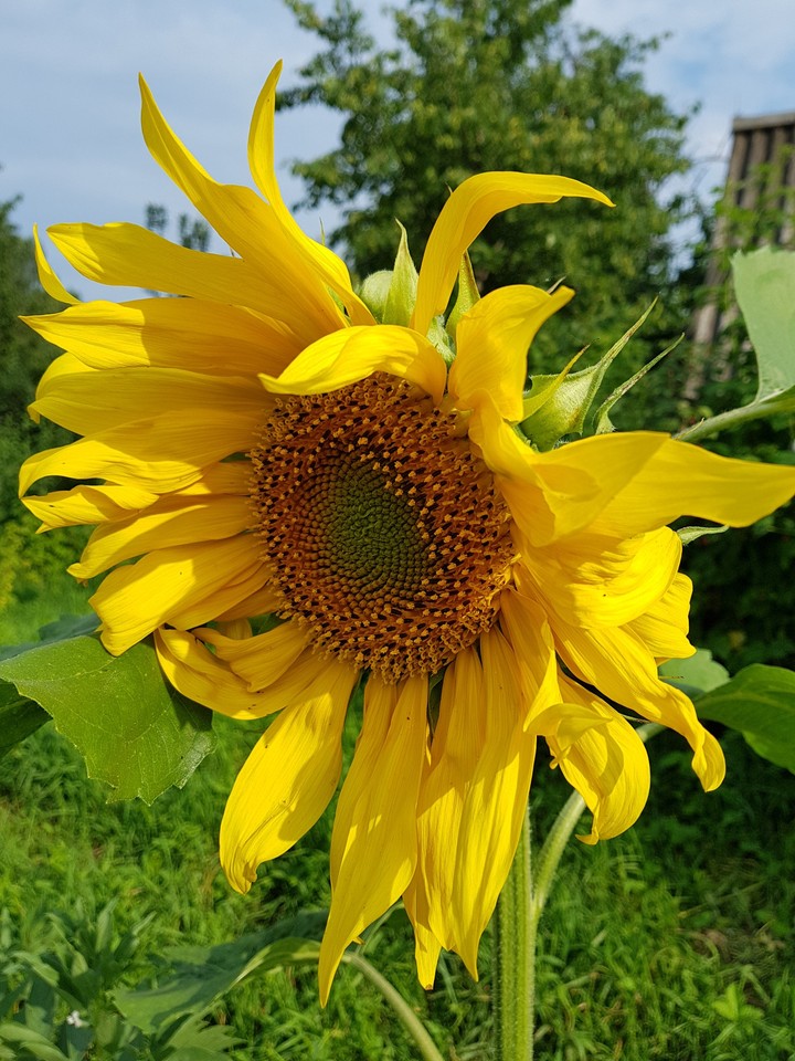 sunflower