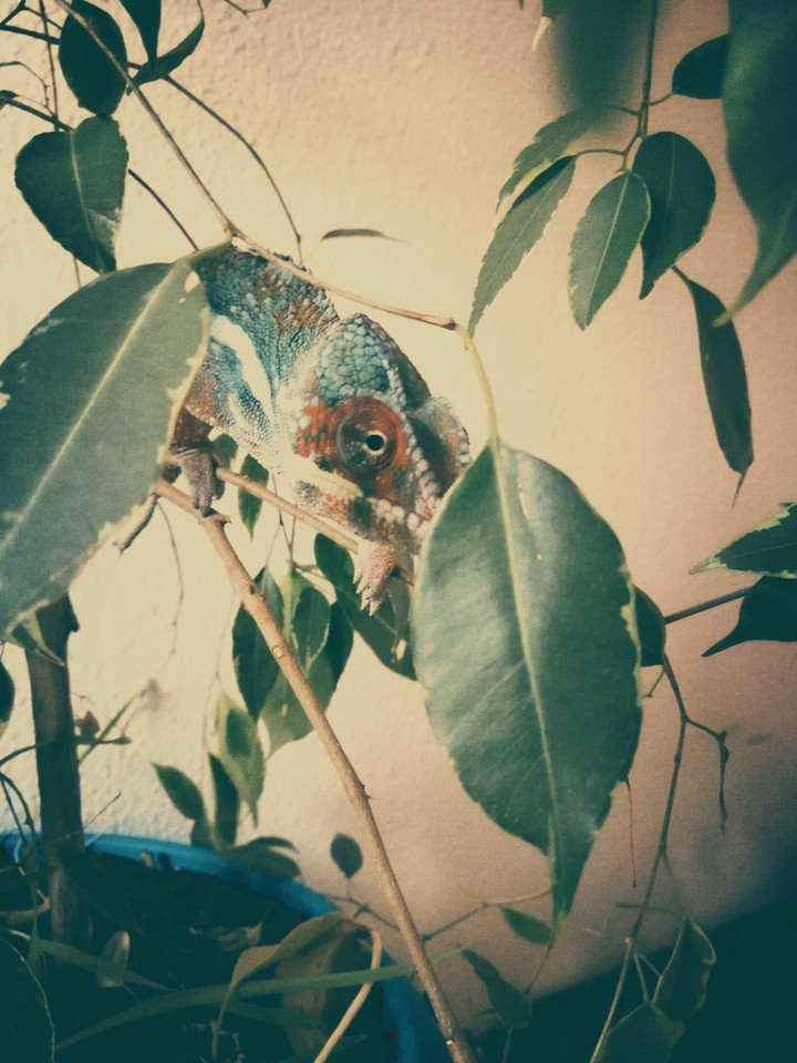 caméléon