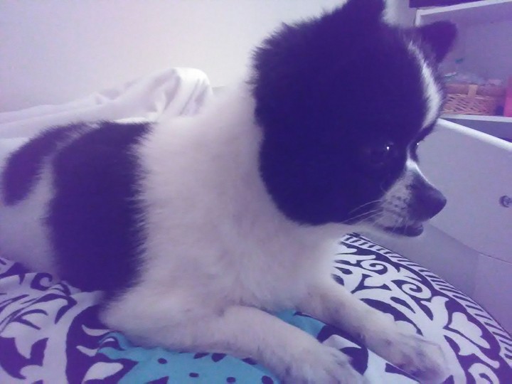 Annabell thinking