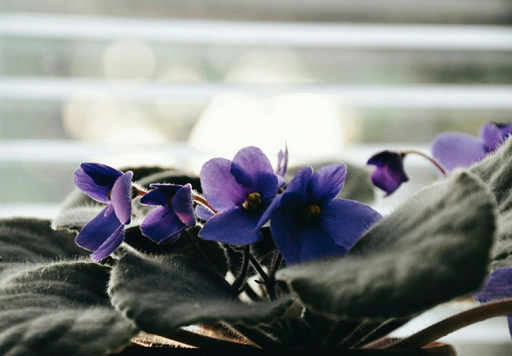 home flowers