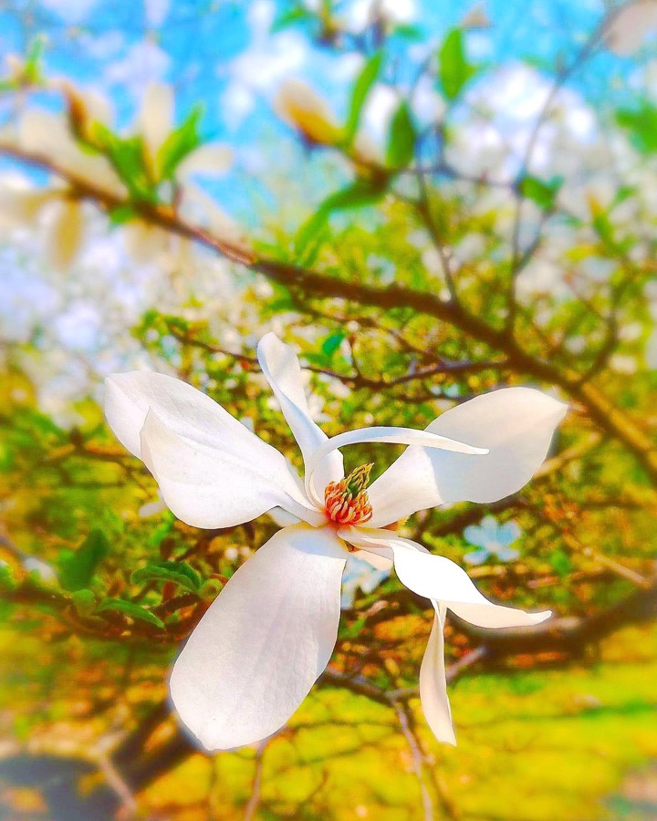 Magnolia