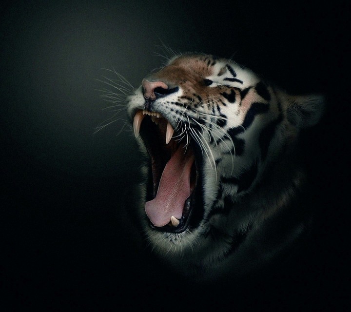 Bengal Tiger