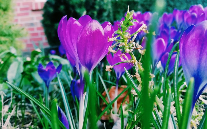 spring