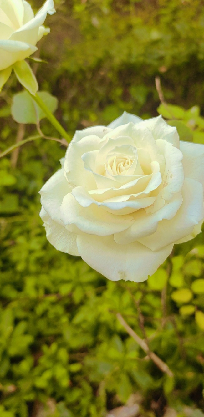 White Rose