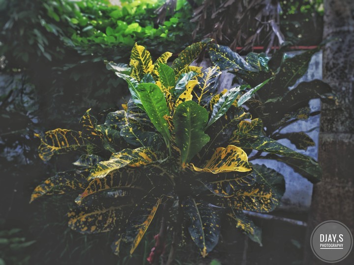 plant