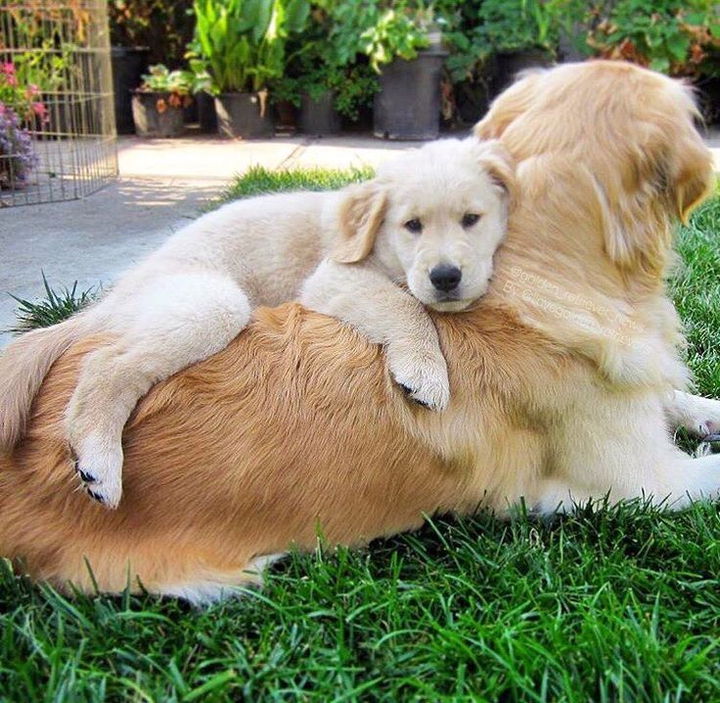 It small dog need protection.