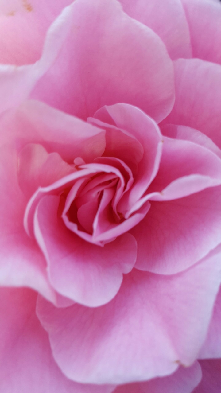 pink rose