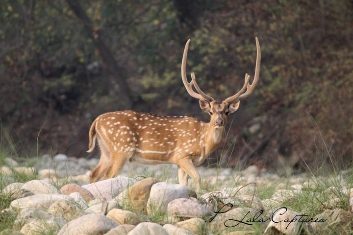 Nature, Jim Corbett Tiger Reserve, Uttarakhand, India