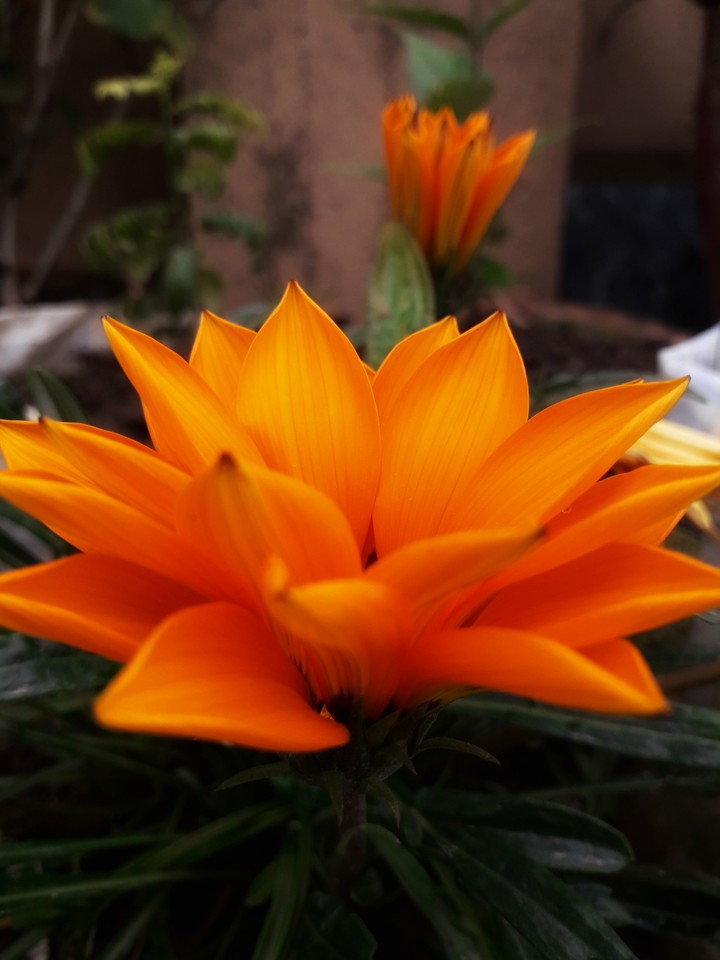 The Amber!