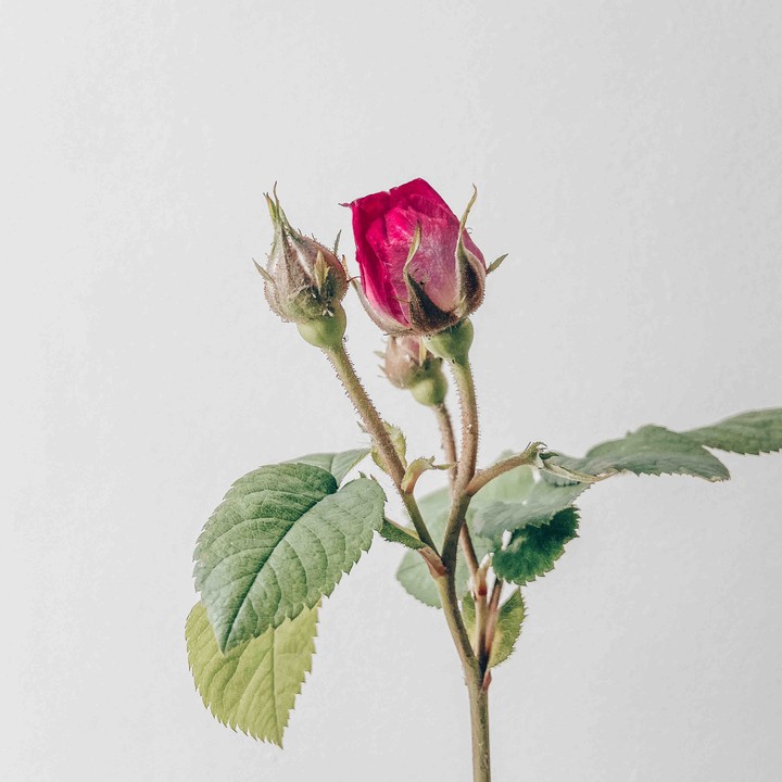 rose