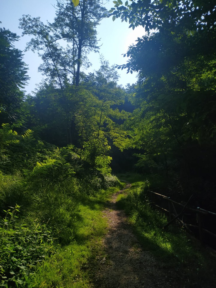 forest