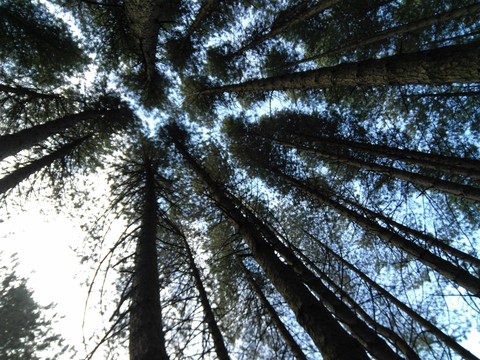 Look up