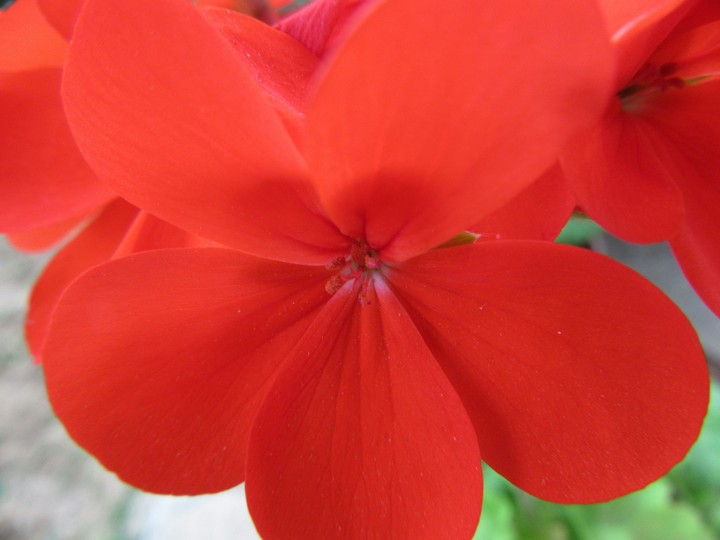 Red petals