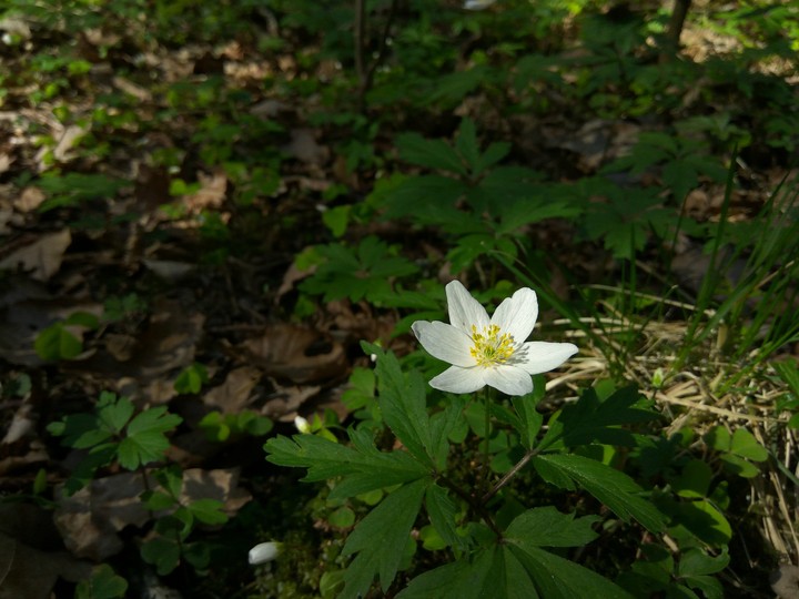Wild beauty