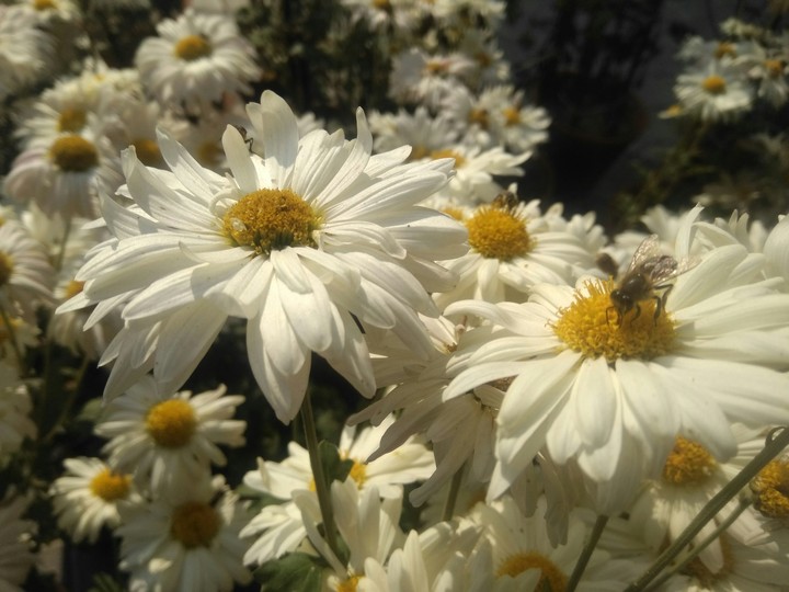 dasy flower