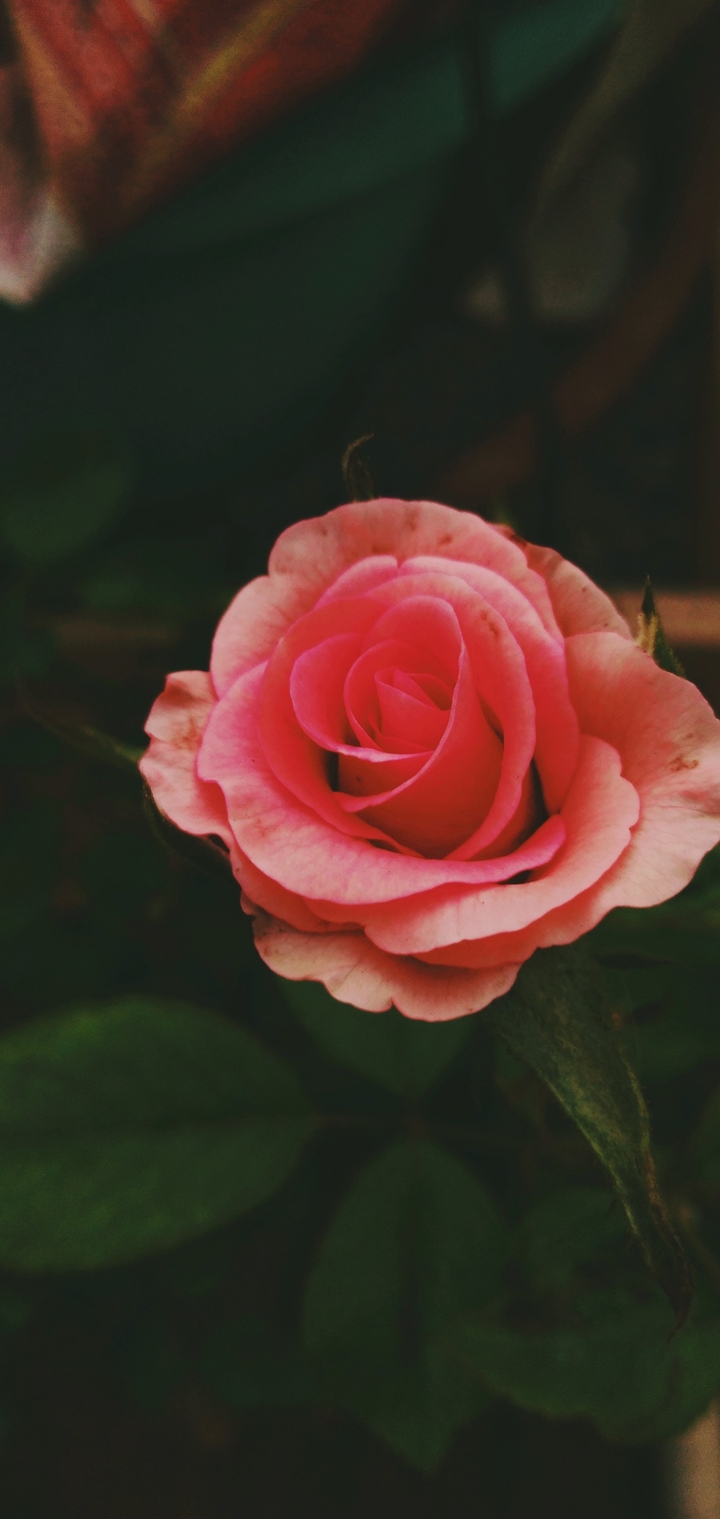 Beauty of nature