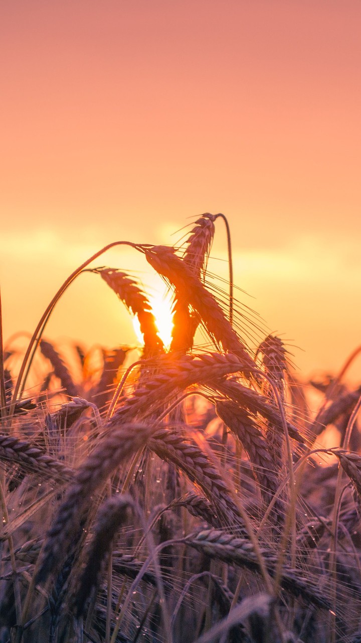 Grass Farmer