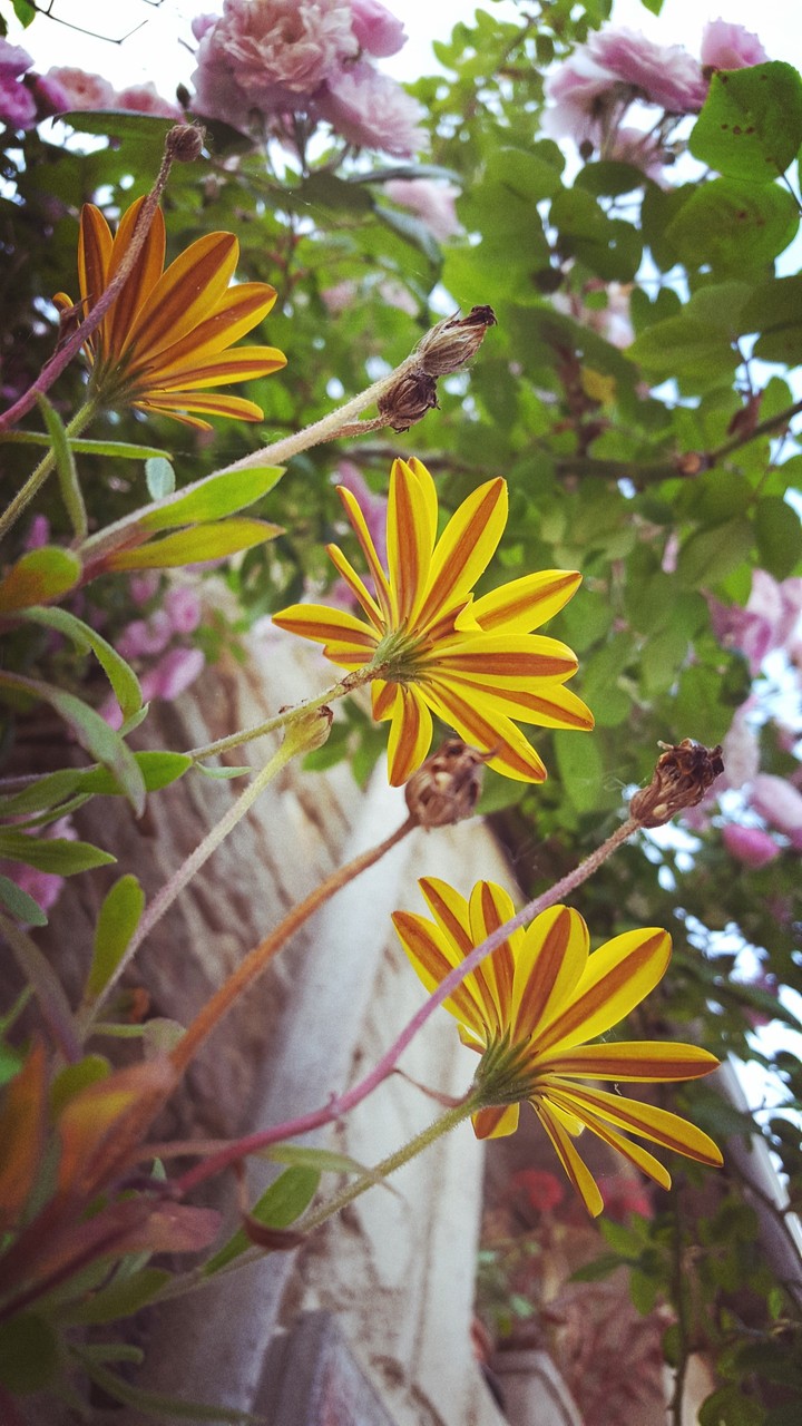 Flowers?