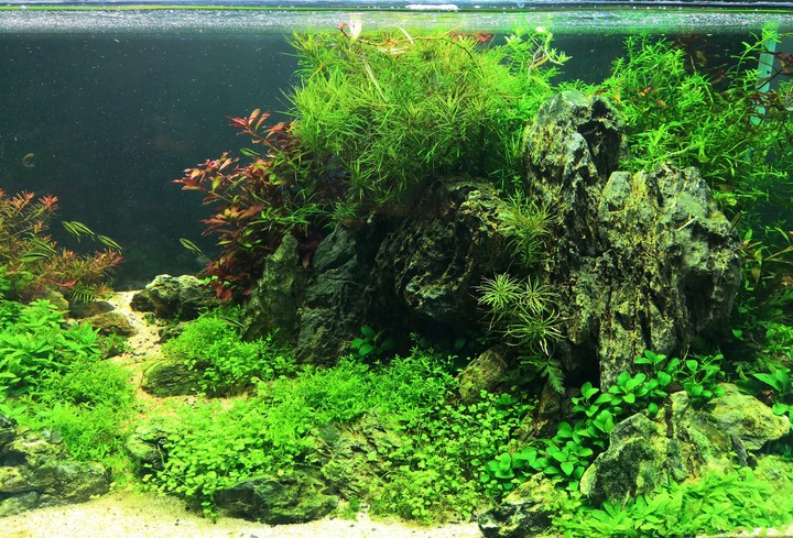Aquarium Greens