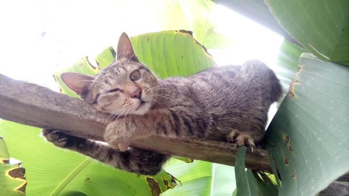 "So sleepy.. ".. my cat said
