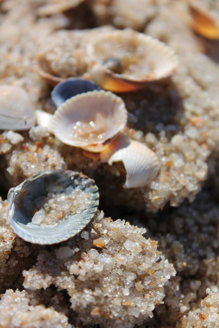 Sand#Muscheln
