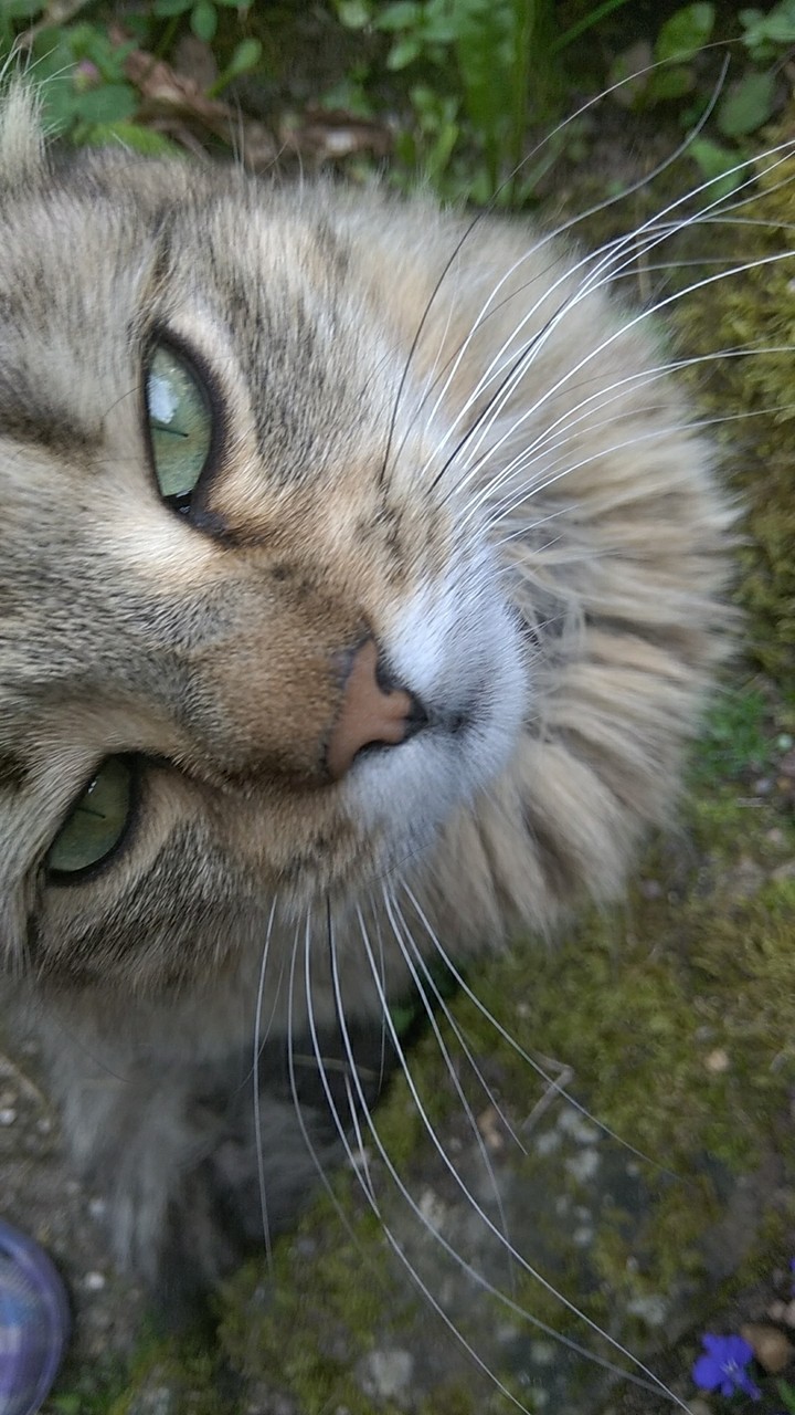 coucou