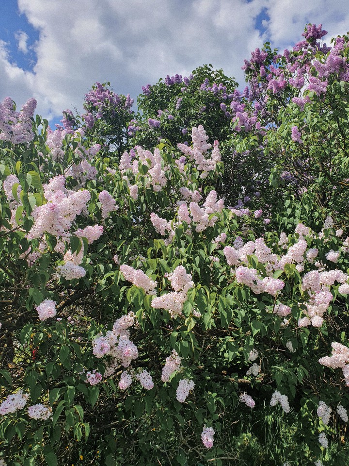 Lilac ♡