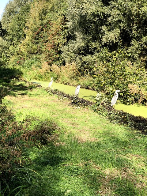 Dutch Landscape Herons