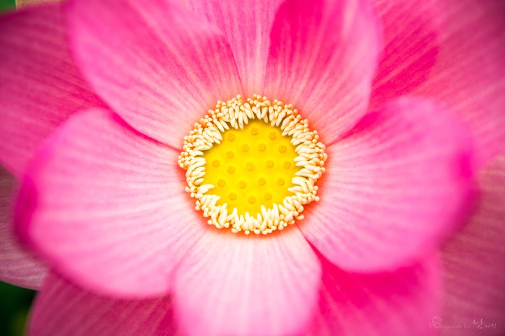 연꽃
