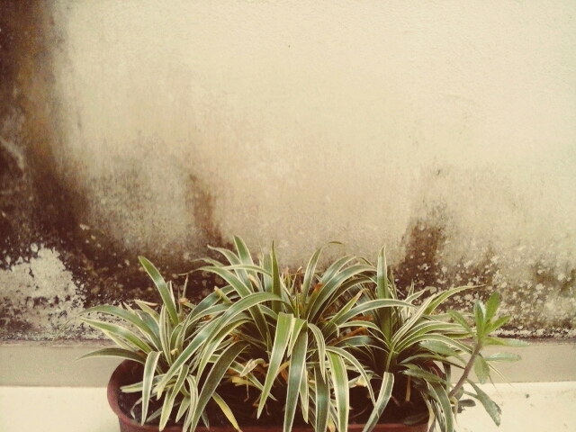 as plantas