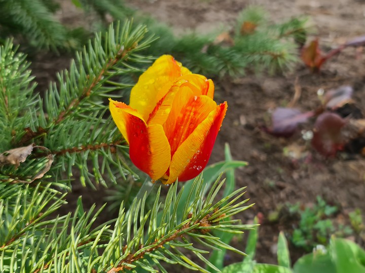 flowers