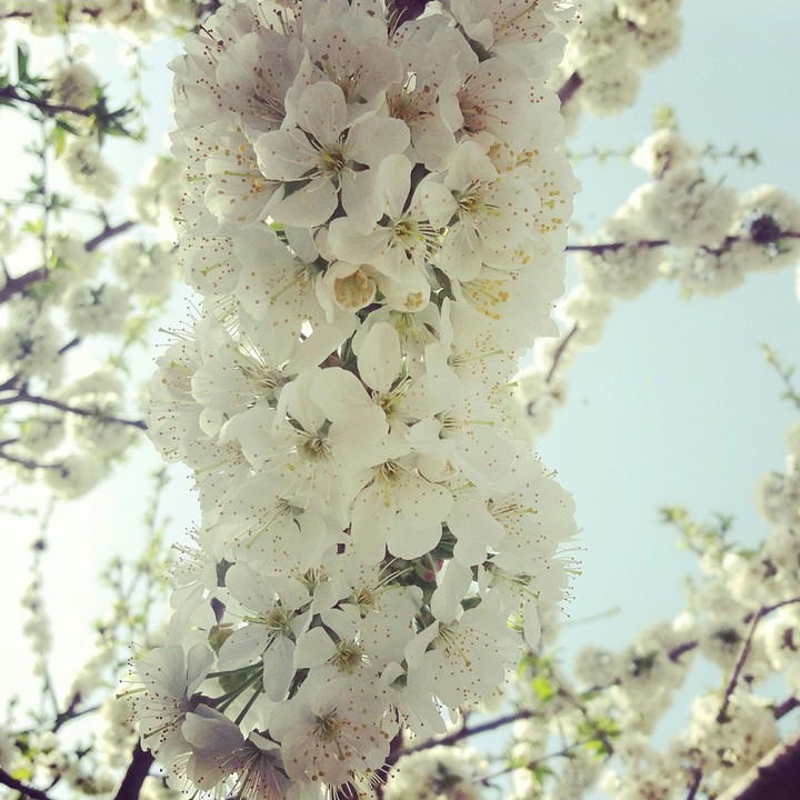 spring