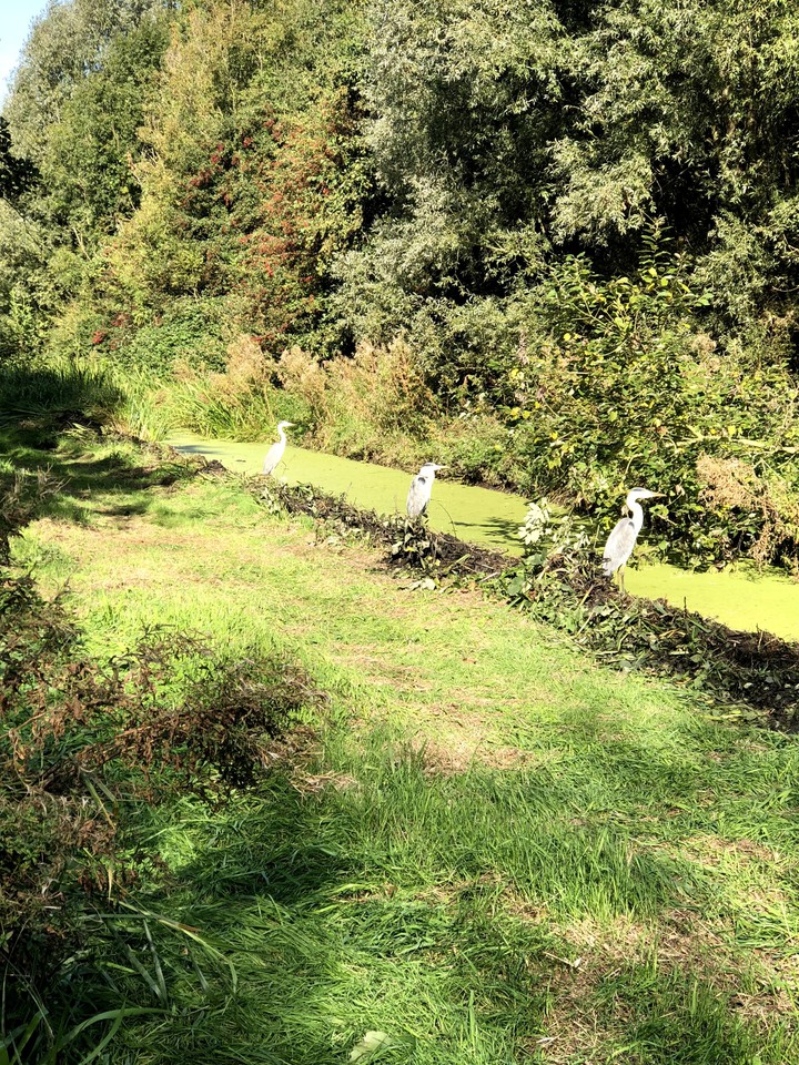 Dutch Landscape Herons