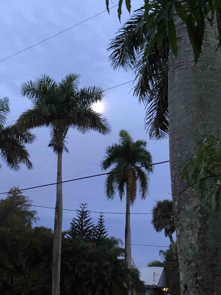 Morning Moon