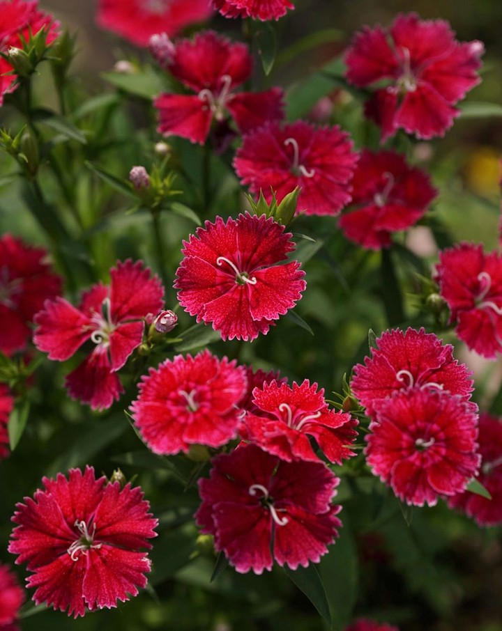 Garden cloves