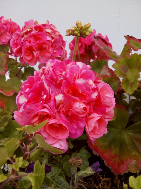 Flower Pink