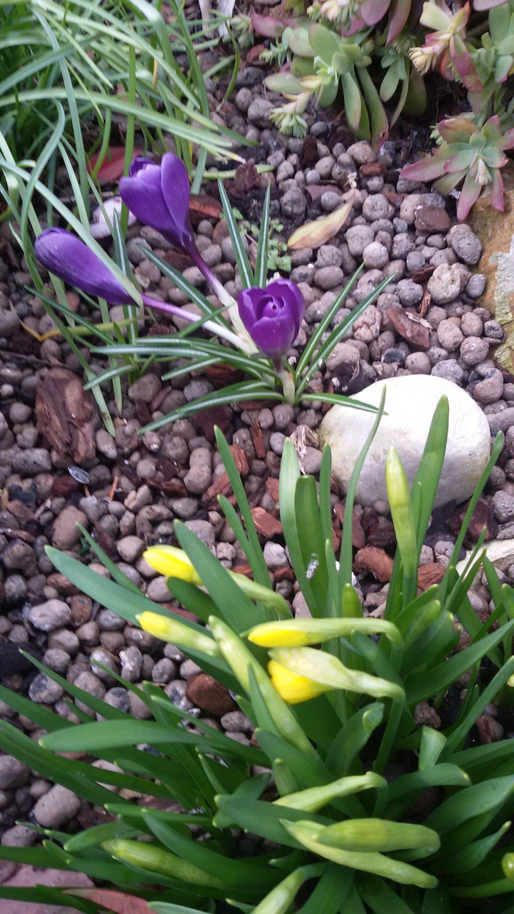 fiori di primavera