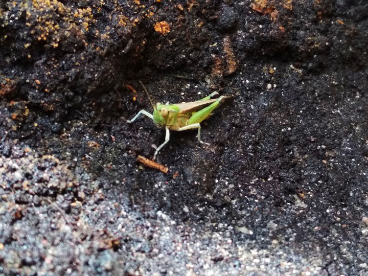 Cricket