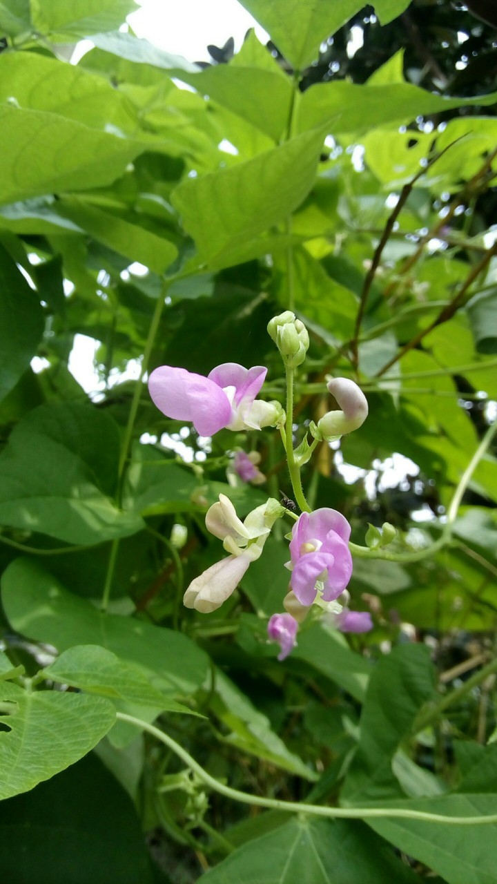 Đậu cô ve - p.vulgaris