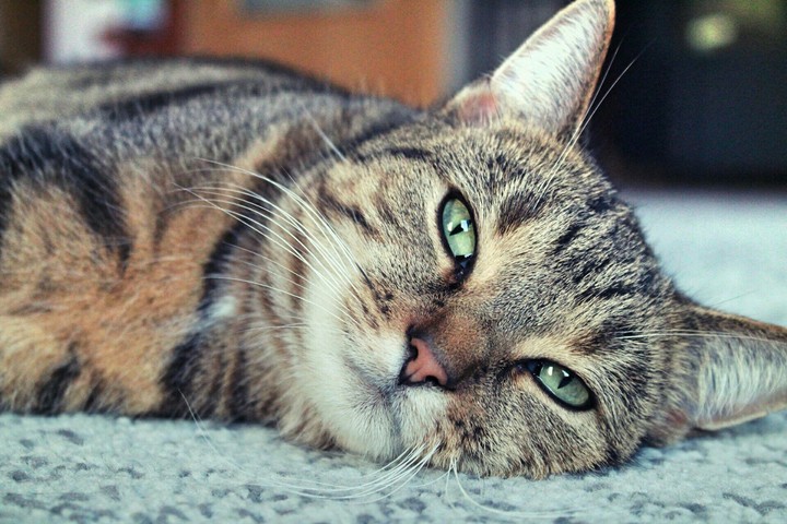 Katze
