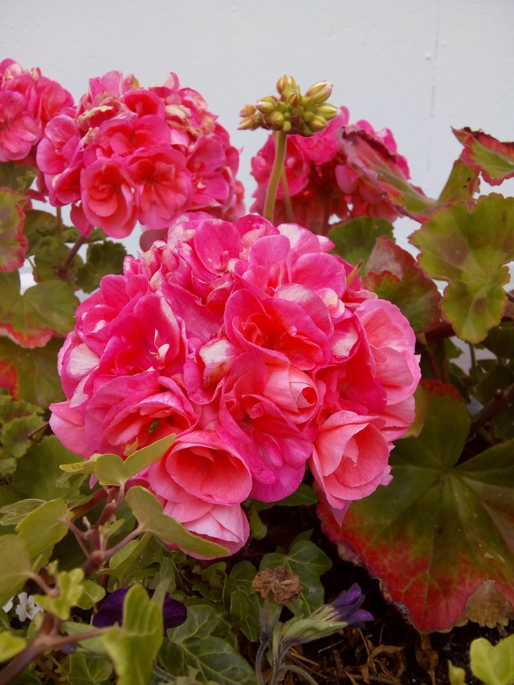 Flower Pink