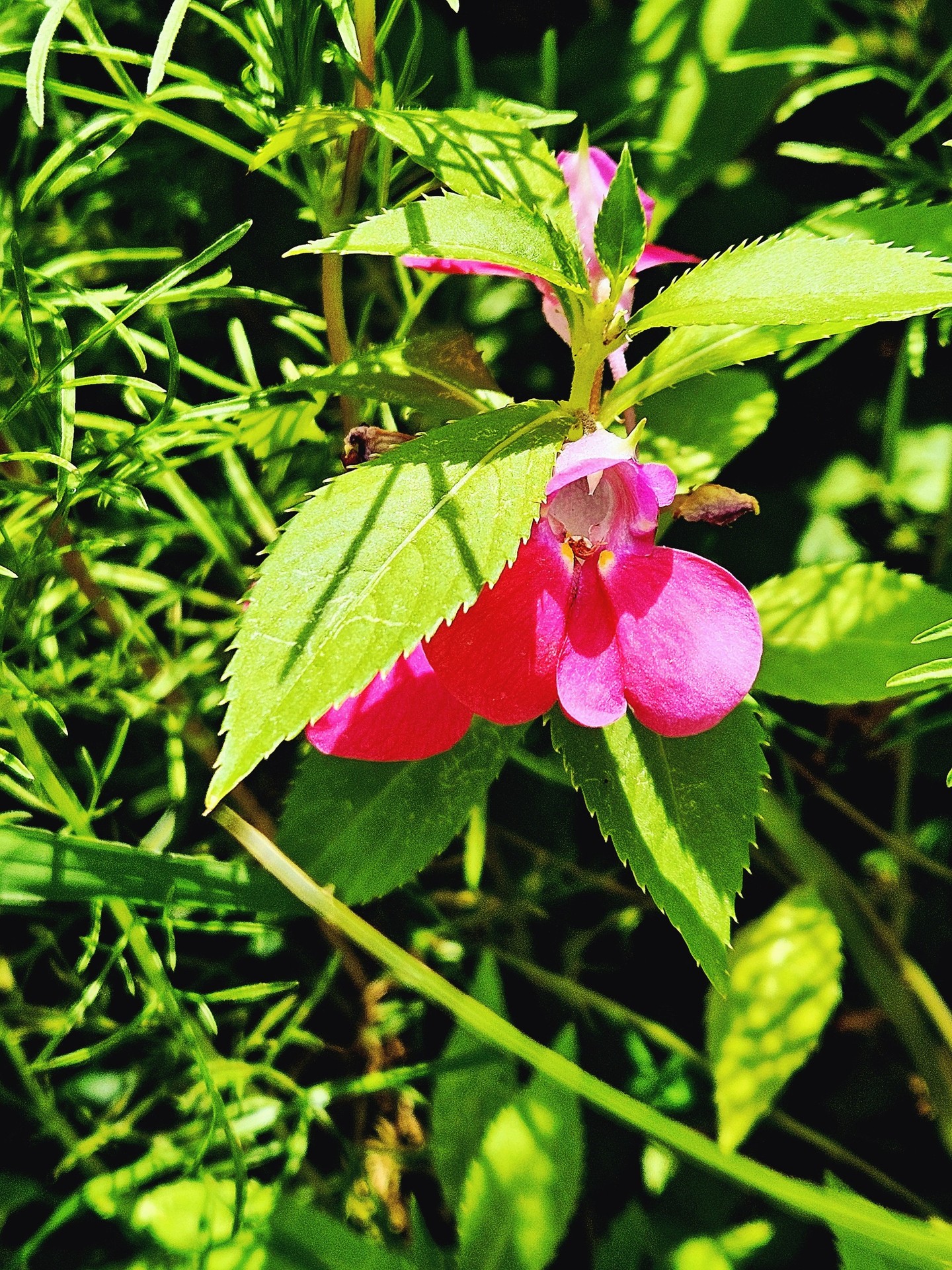 red, wildflower háttérképek