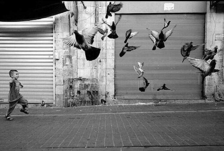 birds,baby