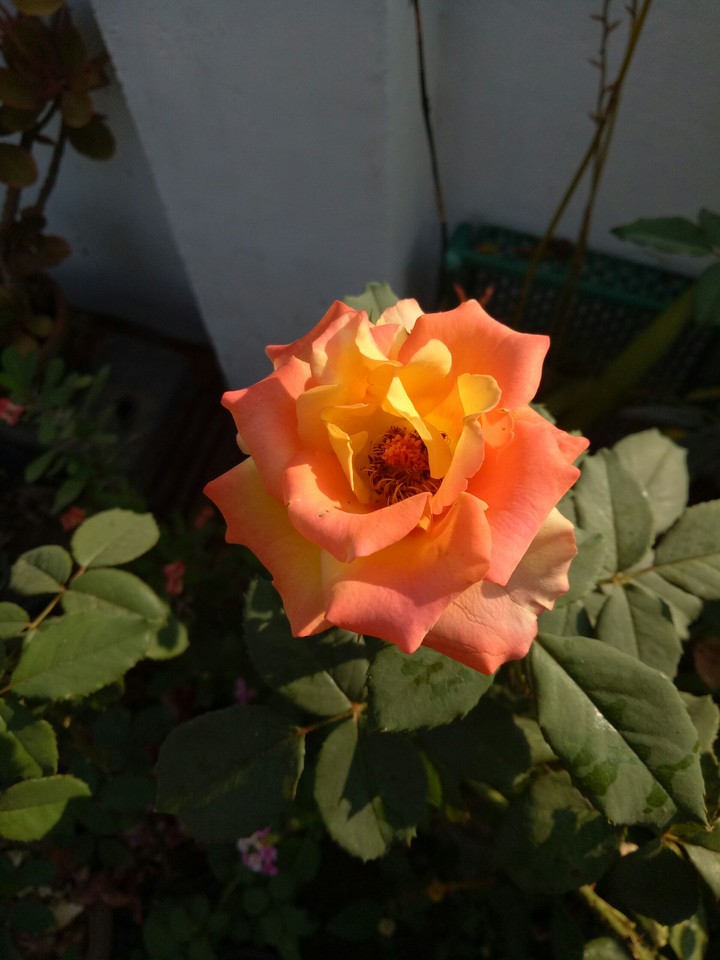 flower