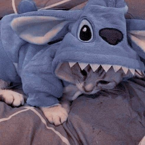 Gatito Stich