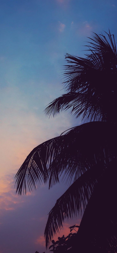 Palm tree and Sky