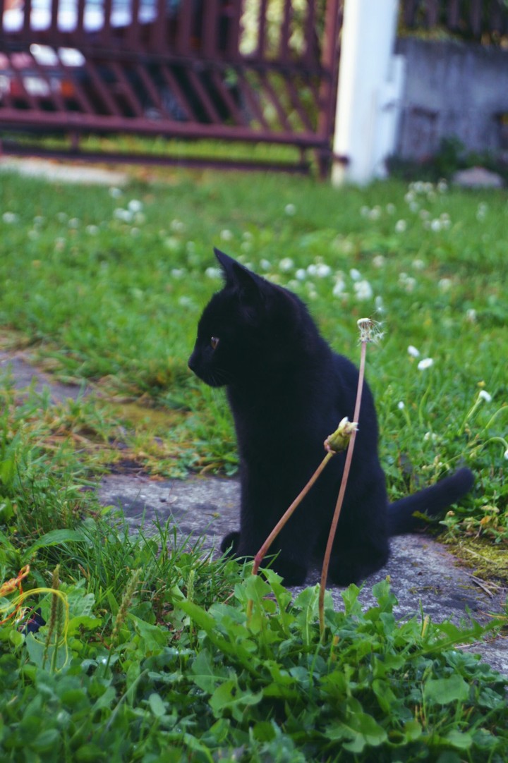 cat
